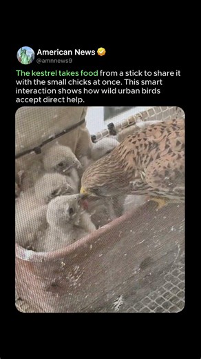 KESTREL TAKES FOOD FROM HUMAN