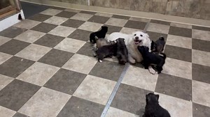 29 reactions · 5 comments | The adorable Sparkle and the magnificent seven babies. Getting playful and like running around. All changing every day to learn more www.minihuskycountryoregon.com | Mini Husky country in Oregon & N. CA | Facebook