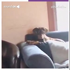 89K views · 2K reactions | Does your dog love laying on the couch or their own bed? | The Pet Collective | Facebook