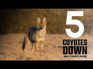 5 Coyote day! The best daytime coyote hunting 4k Footage