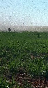 Brown locusts continue to wreak havoc across the Northern Cape. The locust outbreak which started in September last year continues in areas around Kakamas, Douglas and Kuruman villages. Affected farmers say swarms of locust have destroyed their grazing land. Agri Northern Cape Chair, Nico Jansen says the department of Agriculture and Land Reform has partnered with the union in trying to contain the insects. [VIDEO: Supplied] | SABC News Northern Cape