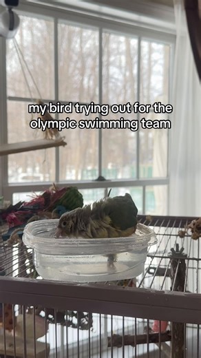 Watch My Adorable Pisces Queen Conure Swim!