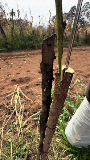 Injerto de durazno asi se realiza #injerto #durazno #francksawyer_elagronomo #agronomia🌱 #huerta #influencer #viral #campo #arboles