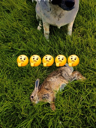 roota (@roota24)’s videos with Rockin' Robin - Bobby Day