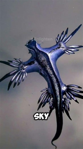 DO NOT touch this creature! the Blue Sea Dragon #viral