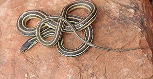 Discover the Largest Ribbon Snake Ever Recorded