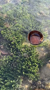 16M views · 235K reactions | Fresh Green Caviar/Sea Grapes! #fyp #fbreelsvideo #highlights | Kusinerong Biyahero | Facebook