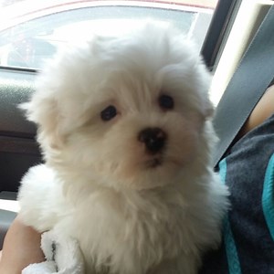 pinhead_larry - Twitch