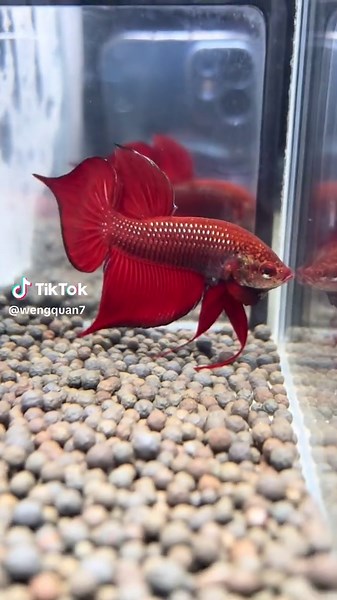 Exploring Betta Splendens: The Wild Beauty of Betta Fish