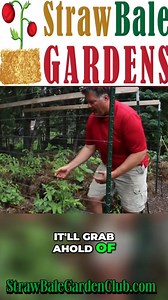 Unlock the secret to Straw Bale Gardening! Start with trellis installation for a thriving vertical oasis. What's your go-to garden setup tip? ✨ | Learn to Grow a Straw Bale Garden | Facebook