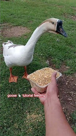 goose 🪿🪿🪿🦆🦆 tutorial feeding #subscribe