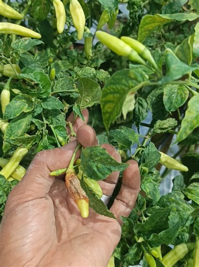 formulasi jadam sulfur mix larutan gamping bahan utama 1 kg belerang 750 gram soda api 250 gram garam krosok 5 liter air hujan Dosis per tangki 2 ml/liter jadam sulfur 5 ml/liter larutan gamping aktif interval aplikasi 5-7 hari salam PPG @PETANI PAUD AVR @genk_ontoseno @Mizan.AVR1357 @jay nganjoekk 1993 #fyp #petanicabai #petanimuda #pertanian #petaniindonesia🇮🇩🇮🇩🇮🇩🌿🌿