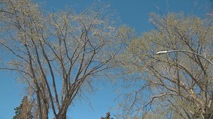 Proposed bylaw in Edmonton aims to protect, preserve public trees