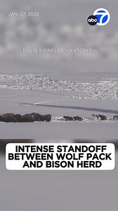 2.1M views · 21K reactions | An intense standoff between a herd of bison and a pack of wolves was captured on video in Yellowstone National Park’s Hayden Valley in Wyoming in late January. The video shows bison working to protect several calves as wolves wait for an opportunity to strike. | ABC7 | Facebook