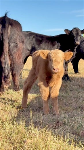 Highland baby cow loves to run!! #highlandcattle #cows #babycow #scottishhighlands #Oklahoma | Junod Acres