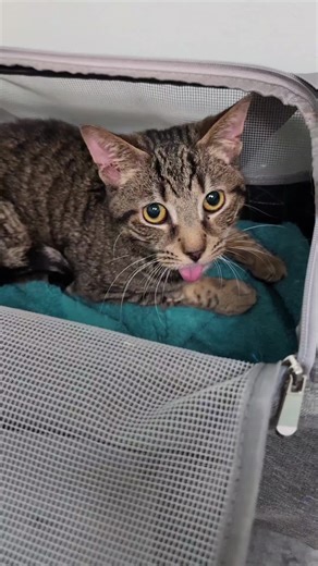 My Cat's Tooth Extraction Surgery: 2-Week Update