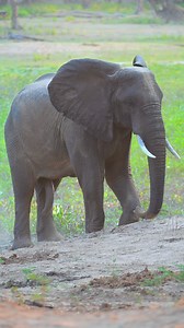 Cooling off, elephant style 🐘💨 #Elephant #Wildlife #Africa #Zambezi #SafariAdventure #NatureLovers #WildAndFree #DustBath #AnimalPlanet #WildlifeMoments #ExploreAfrica #SafariVibes | Moosa’s Wildlife Photography