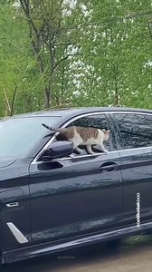 cat’s mission impossible #cat #catvideos | Youth With A Vision La Union