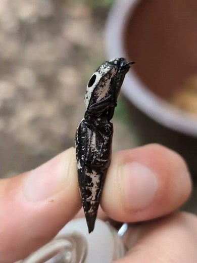 Texas Eyed Click Beetle (Alaus oculatus)