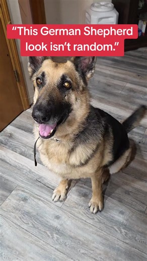 Understanding the Focus of German Shepherd Dogs