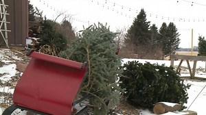The rigors of Christmas tree farming in Wisconsin