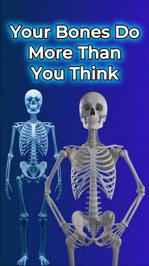 The Skeletal System: Your Body’s Hidden Powerhouse