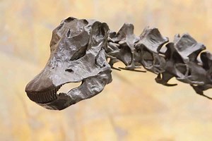 The Inside Scoop On Herbivore Dinosaur Teeth (Types And Uses) | Adventure Dinosaurs