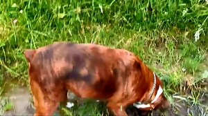 Most Funny Dog Videos Compilation 2014 [NEW HD]