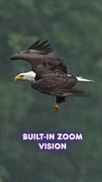 Eagle Vision -The Perfect Predator Eyes