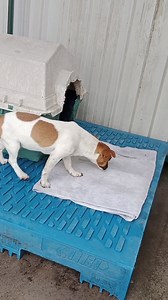 81K views · 2K reactions | NOW WITH A CARER Not for interstate We...