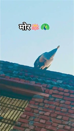 🦚🪷🌄🤔🌲🕊️👈