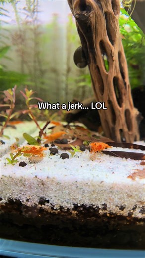Hilarious Shrimp Slap Fights in Aquariums