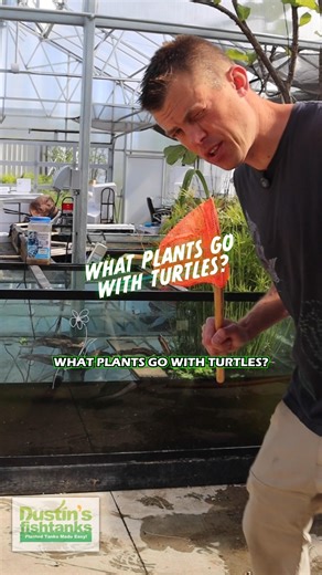 2.9K views · 33 reactions | What plants can you keep with Turtles? Check this out! Are you keeping a Turtle? Have you had any luck with plants? Murtle lives her best life soaking up the Kentucky sun! TANK ON! Water Lettuce  https://dustinsfishtanks.com/products/water-lettuce-for-sale?variant=37096464461 Water Hyacinth  https://dustinsfishtanks.com/products/water-hyacinth #turtle #turtles #aquarium #fishtank #plants #aquascape | Dustin's Fishtanks | Facebook