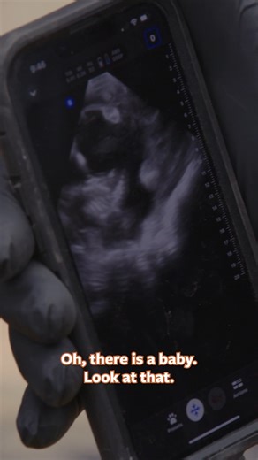 How do conservationists check on the health of wild bighorn sheep? Through science and careful fieldwork. Peter joins wildlife biologists to perform an ultrasound on a bighorn sheep, allowing experts to monitor pregnancy rates and track the overall health of herds in the mountains. These insights help guide conservation strategies that protect the species for generations to come. Learn more in this weekend’s episode of Mutual of Omaha's Wild Kingdom Protecting the Wild on NBC. | Mutual of Omaha'