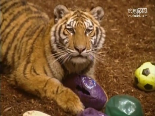 Zoboomafoo - Pop Goes The Tiger