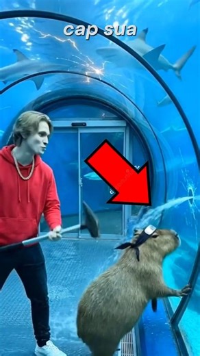 Cappy foi ao aquário mas isso aconteceu... #capivara #engraçado