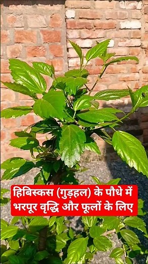 How to use Hibiscus Fertilizer for flower plant||