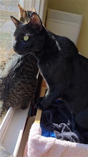 Max and Tiger chatter at birds and duck when a hawk swoops by.