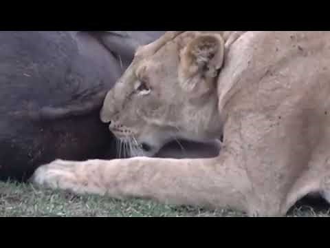8 Minutes of lions eating balls - (not for sensitive viewers)