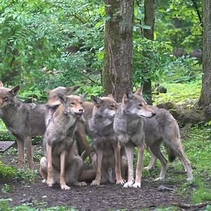 Wolves are highly social animals that live in structured packs which function much like families. Each member plays an important role from hunting and protecting territory to caring for pups. This social structure is key to their survival and success in the wild. Wolves communicate through howls, body language, and close cooperation, reinforcing strong bonds within the pack. #wolffact #wolfconservation | Wolf Conservation Center