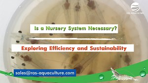 Hey everyone! A common question we often receive in our course is whether a nursery system is truly essential. Well, in this video, we'll provide you with the definitive answer! PS: We conduct monthly courses for those interested in mud crab aquaculture! Do drop us a PM for more info! 🦀👇👇FOR MORE INFO, SUBSCRIBE OUR CHANNEL NOW!!👇👇🦀 https://www.youtube.com/channel/UCTXqALqsP4wNBqYUxqixxSw ⭐⭐⭐ CONNECT WITH US ON SOCIAL MEDIA ⭐⭐⭐ 📌FACEBOOK: https://www.facebook.com/RASAquaculture/ 📌INSTAGR