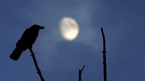 Köhlmeiers Märchen: Jack Mittendurch