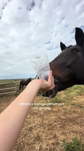 #gelding #foryoupage #viral #famous #fyp #viraltiktok #horses #horsesoftiktoktok #teenage