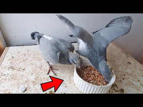 BABY PIGEON FEEDING