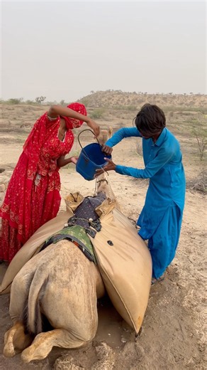 وكانت المالكةُ تملأُ الماءَ في القِربةِ المعلَّقةِ خلفَ الجمل،💧😶‍🌫️🐪🫧💦🤡. #animal #camel
