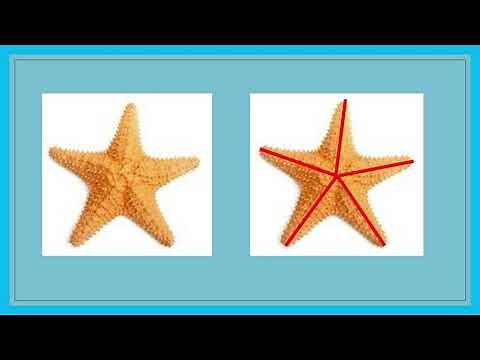 What is radial symmetry?