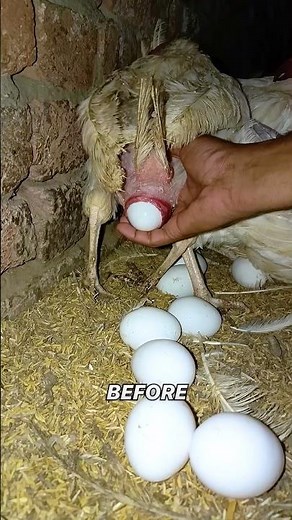 How a Chicken Actually Makes an Egg? 🥚🐔