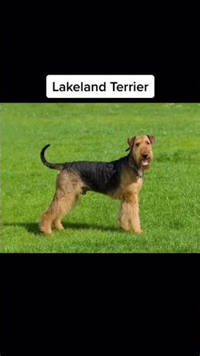 Run rabbit run run run #butifyoucloseyoureyes