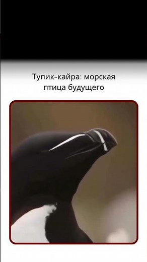 Морская птица будущего 🥷🏼 #viral #animals #respect #evolution #facts #respect