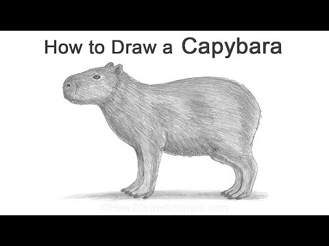 How to Draw a Capybara